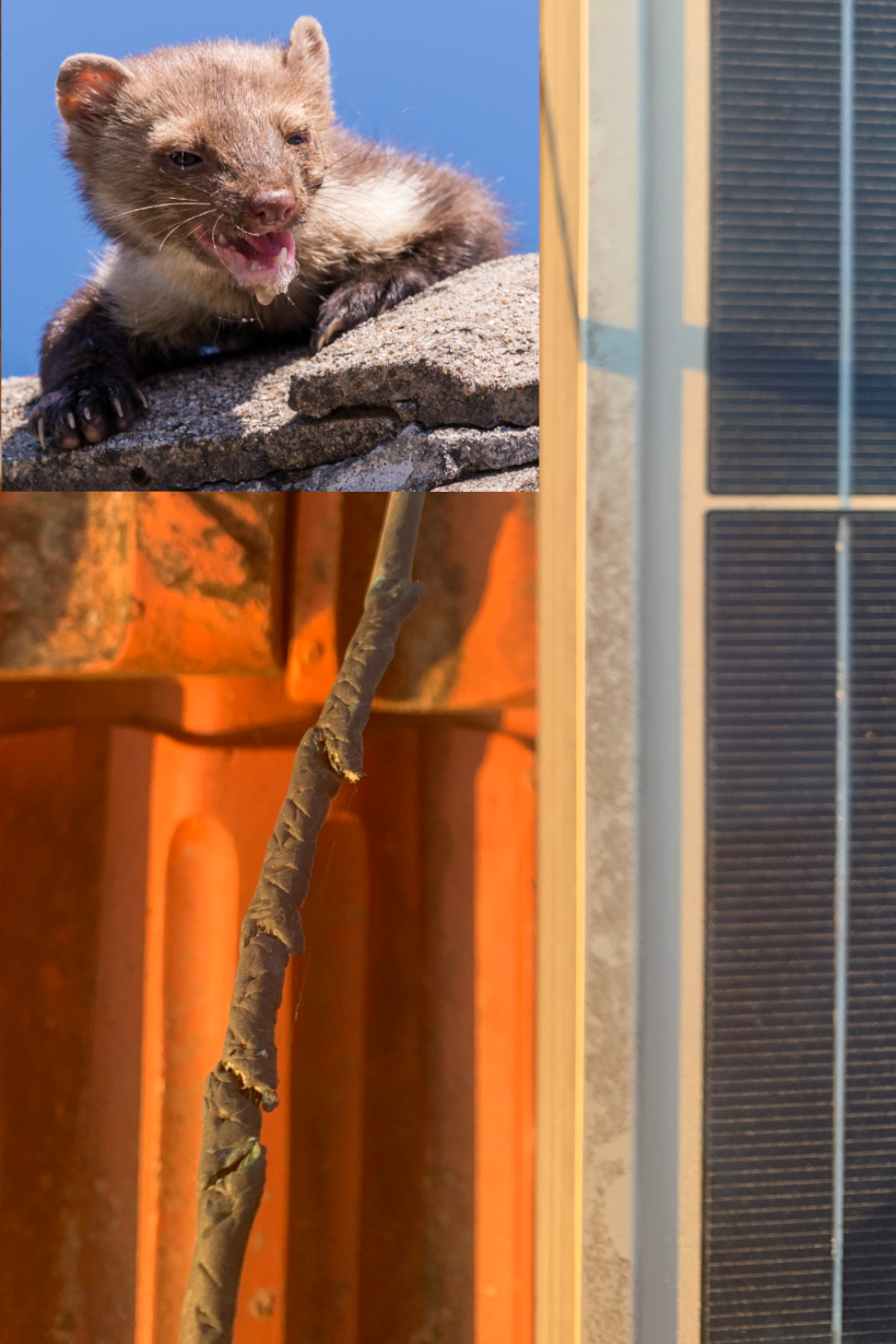 Marder neben einem verbissenen Kabel an einem Solarmodul. Verdeutlicht die Schäden, die Marder unter Photovoltaikanlagen verursachen können, wie Kabelverbiss und Ertragsverlust