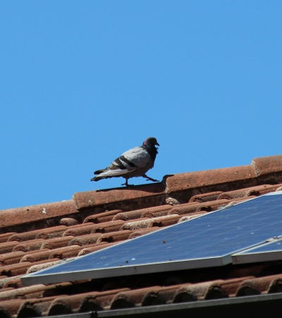 Taube läuft auf dem Dachfirst, darunter Solarmodule. Symbolisiert die Gefahr von Nistplätzen und Verschmutzungen durch Tauben unter Photovoltaikanlagen.